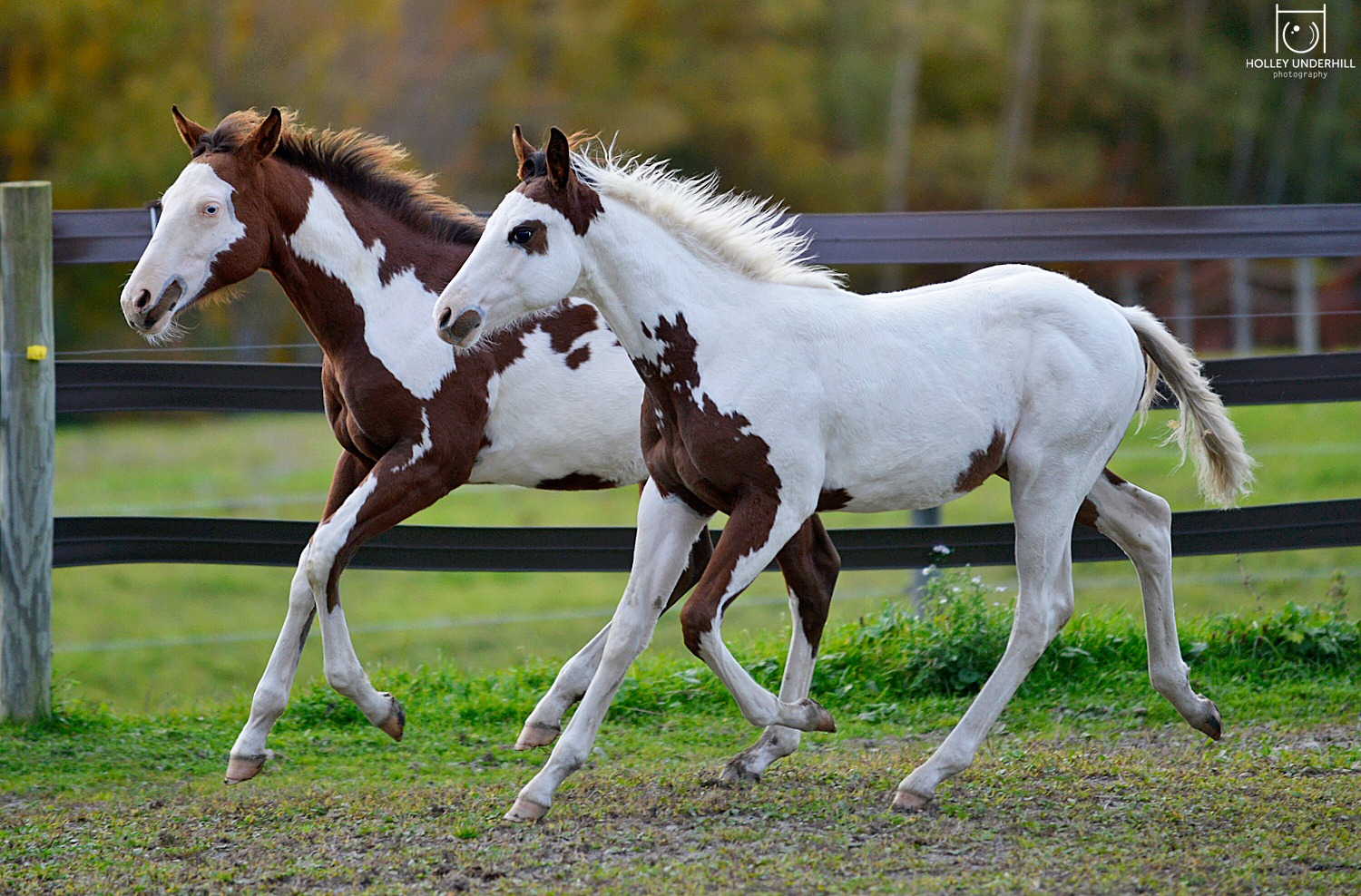 American Paint Foals